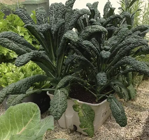 Growing Kale in Pots