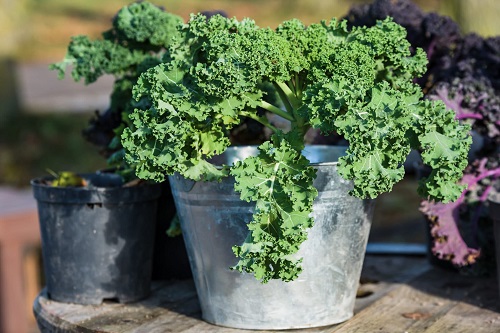 Top Vegetables with a Lot of Protein3