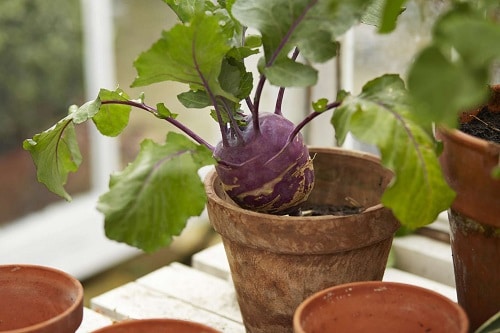 Requirements for Growing Kohlrabi in Pots
