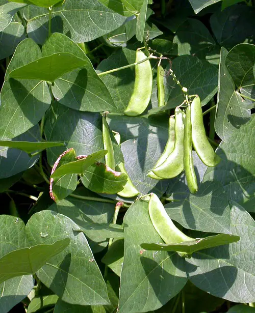 Top Vegetables High in Protein3