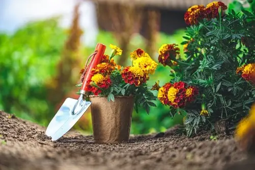 Marigold Care in Pots