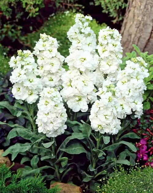 Amazing Gorgeous White Fragrant Flowers 
