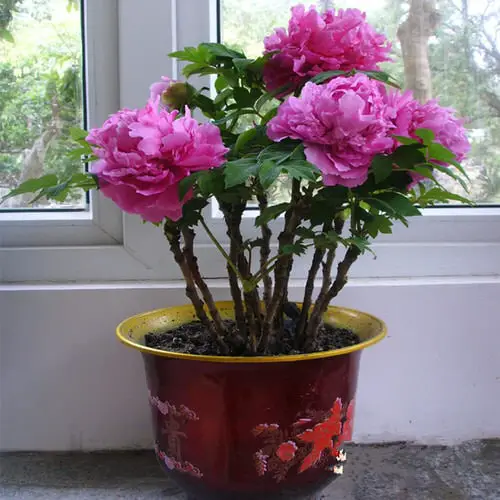 Good Luck Plants that Can Make You Lucky 3