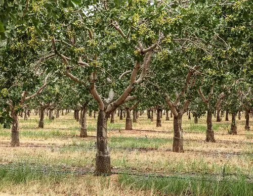 Are Pistachios Tree Nuts 