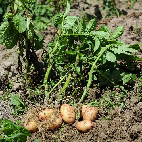 best vegetables for southern california 10