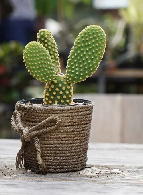 Plants with Prickly Leaves 1