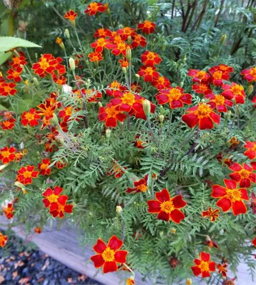 Best Varieties in garden