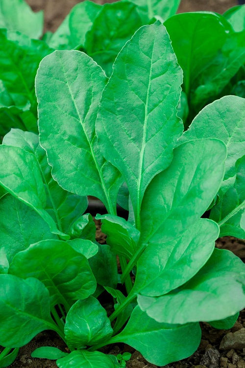 Best High Protein Vegetables