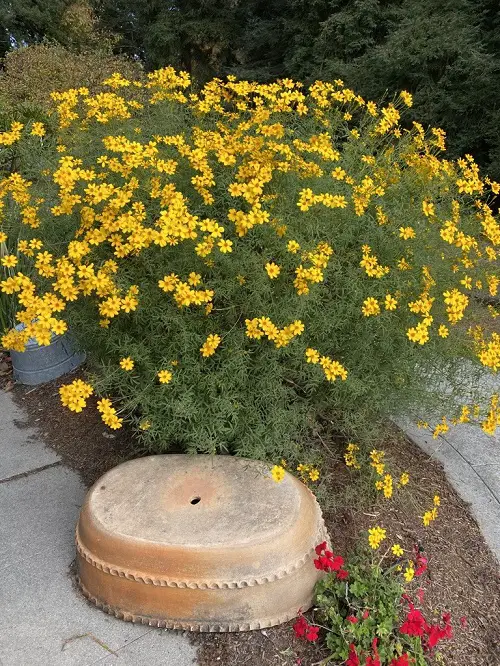 Best Varieties for pathway