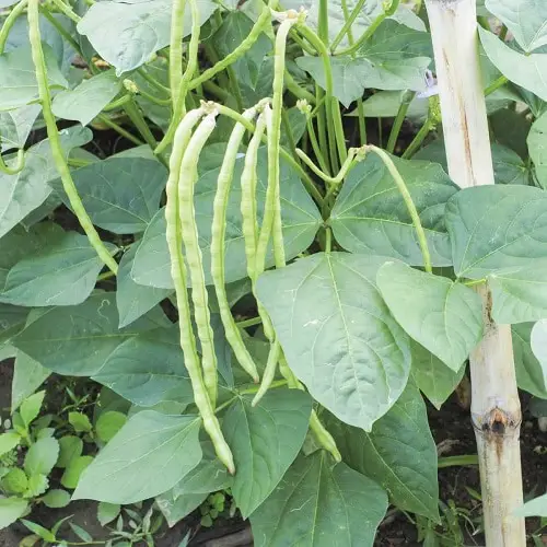 Top Vegetables High in Protein6