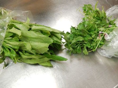 Cilantro vs Culantro 2