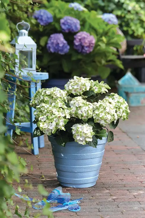Growing Hydrangeas In Pots 2