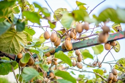Do Kiwis Grow on Trees 2