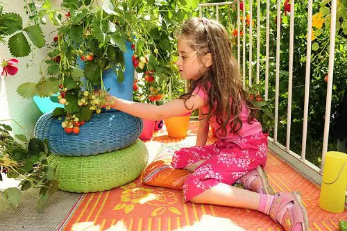 Fruits You Can Grow in Balcony 2
