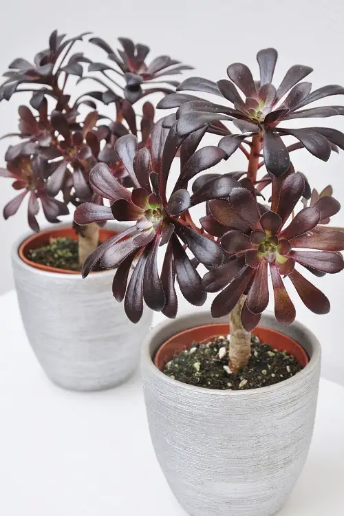 Best Aeonium Types 4
