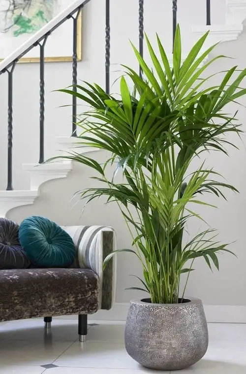 Plants that Increase Humidity Indoors