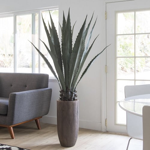 Houseplants with Blue Leaves