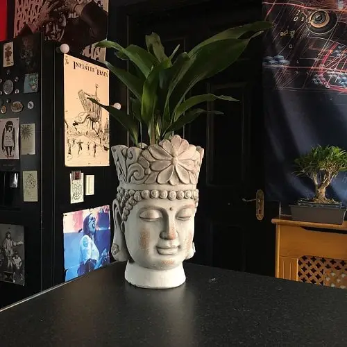 Houseplants of Victorian Era