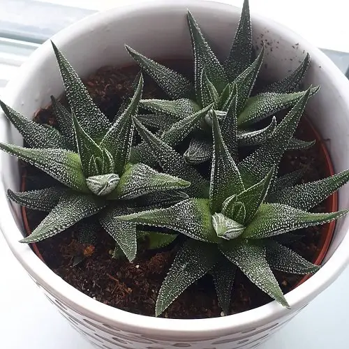 Different Types of Zebra Plants