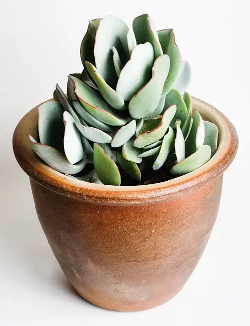 Best Types of Jade Plants