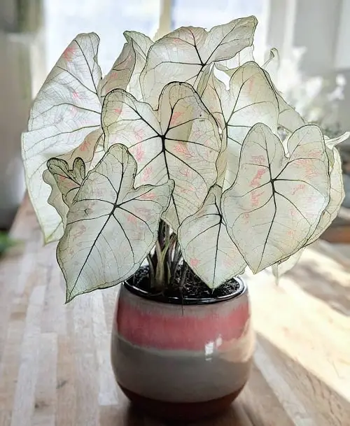 Indoor Plants According to Color Psychology