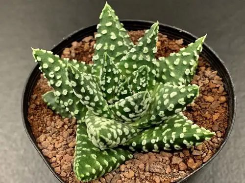 Different Types of Zebra Plants 5