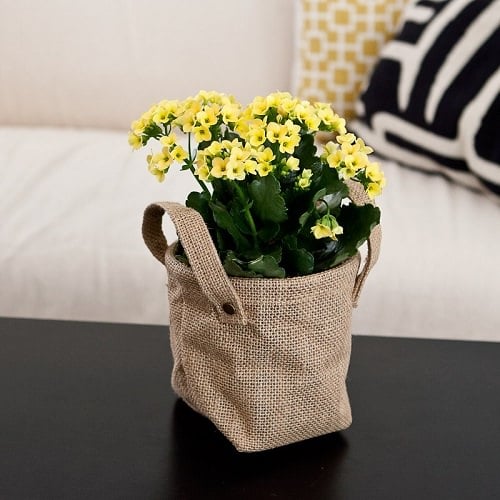 Types of Indoor Plants 19