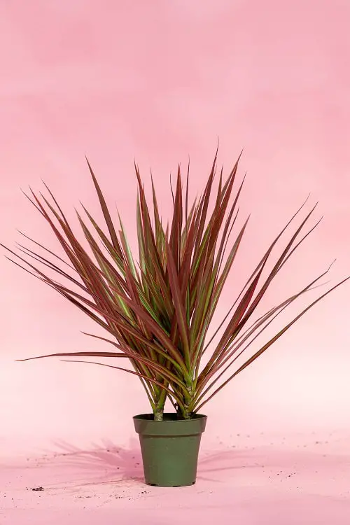 Pink Houseplants 17