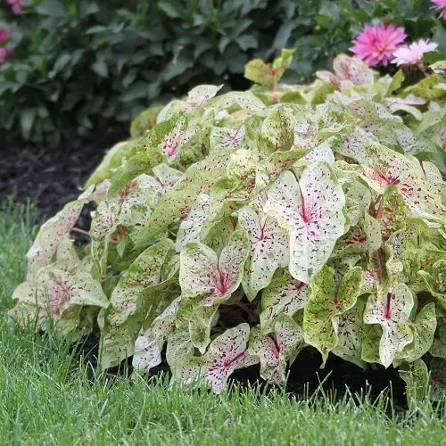 Most Beautiful Types of Caladiums 41