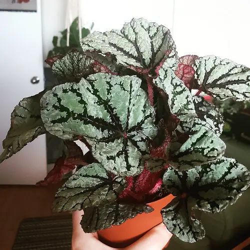 beautiful Variegated Indoor Plants 11