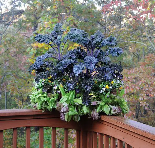 Vegetables that Grow on Railings 4