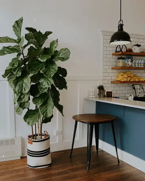 Indoor Fiddle Leaf Fig Decor Ideas 10