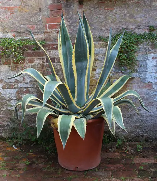 If you're looking for succulents that don't die easily, try these 13 Succulents that Grow like a Weed. They look pretty and don't require much attention.