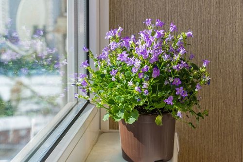 Houseplants for Girls Room 6