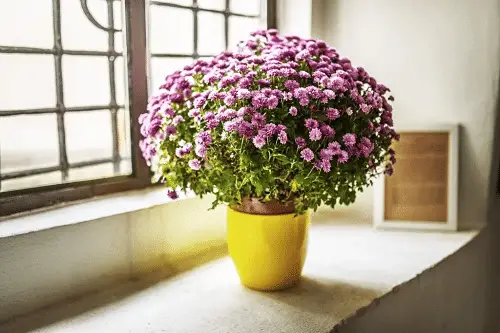Vastu Plants for Home- Chrysanthemum