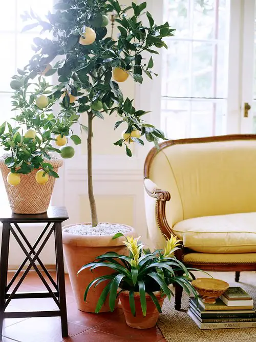 Houseplants of Victorian Era 5