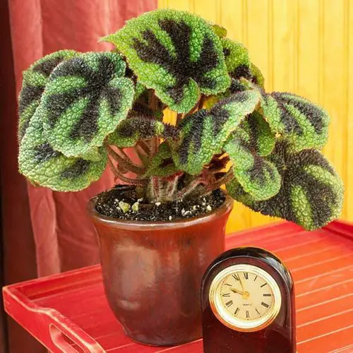 Variegated Indoor Plants with Patterns near little clock