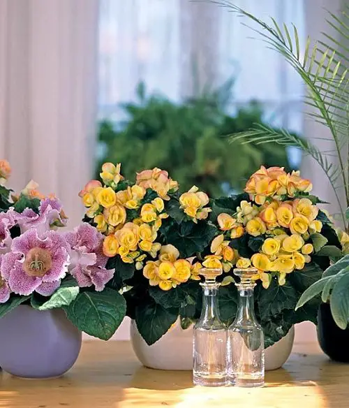 Indoor Plants According to Color Psychology 8