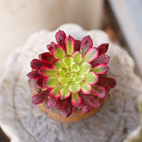 Best Aeonium Types 8