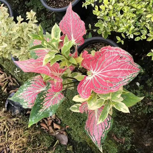 Most Beautiful Caladiums 6