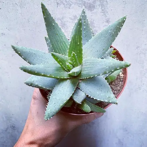 Houseplants with Blue Leaves 6