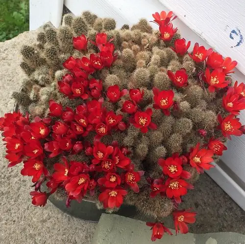 Best Flowering Cactus Plants 6