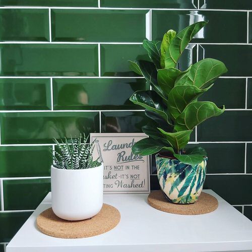 Fiddle Leaf Fig Decor Ideas 6
