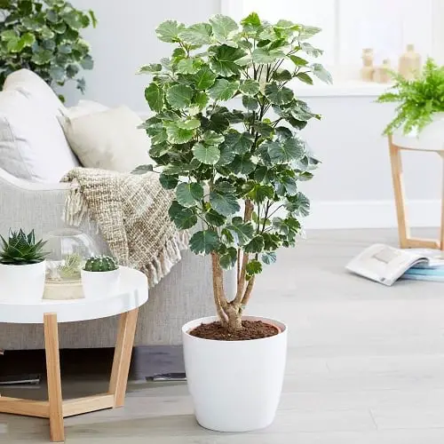 Variegated Indoor Plants near couch