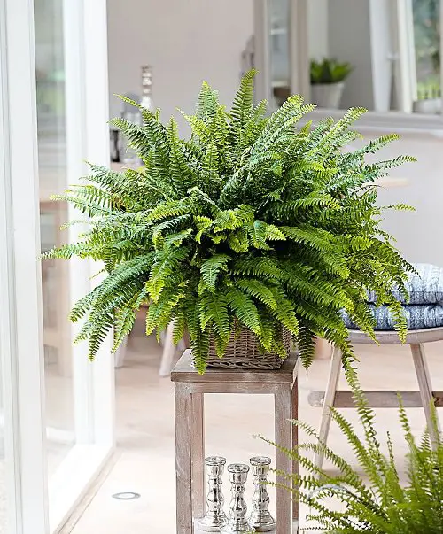 Best and Worst Child-Friendly Plants 11