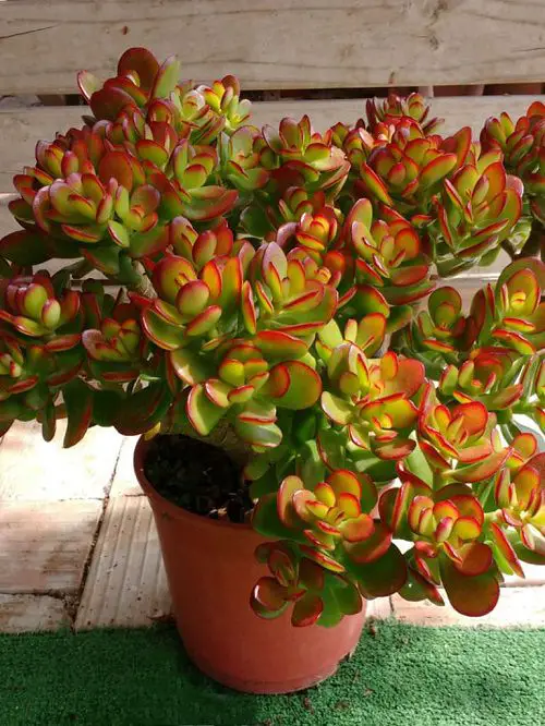 Amazing Jade plant varieties for gardens
