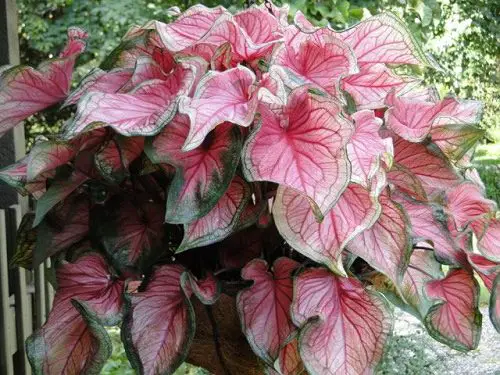 Most Beautiful Types of Caladiums 43