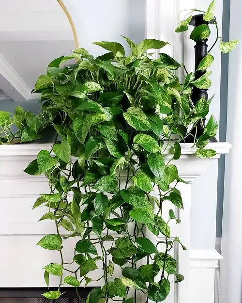 Types of Indoor Plants 22