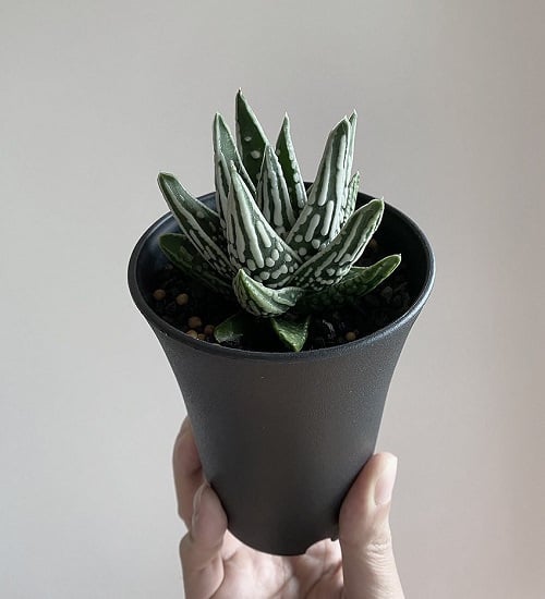 Different Types of Zebra Plants 6