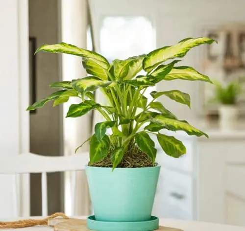 Plants that Increase Humidity Indoors 7
